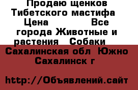 Продаю щенков Тибетского мастифа › Цена ­ 45 000 - Все города Животные и растения » Собаки   . Сахалинская обл.,Южно-Сахалинск г.